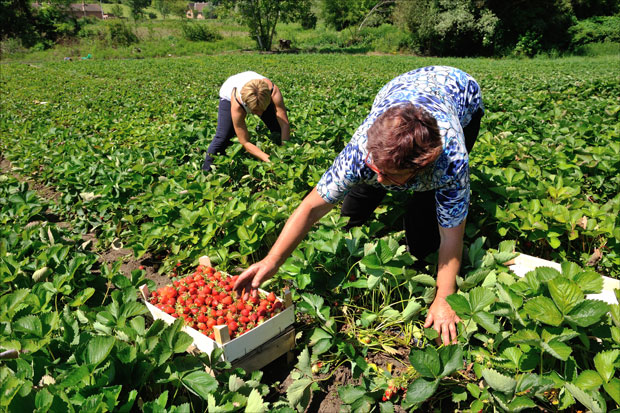 Брала јагоде, страдала под шљивом